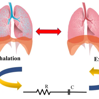 Lungs performance-based optimization (LPO)