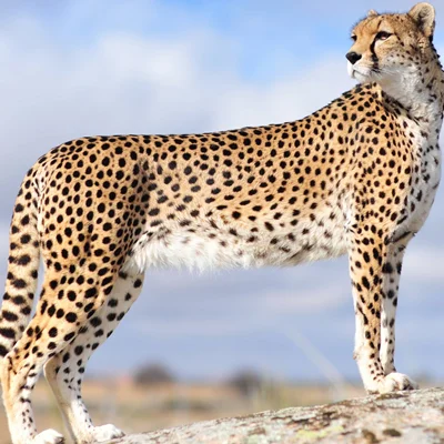 Cheetah Optimizer (CO)